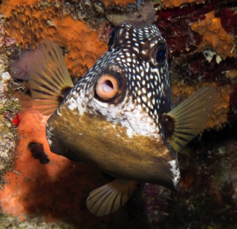 Trunkfish